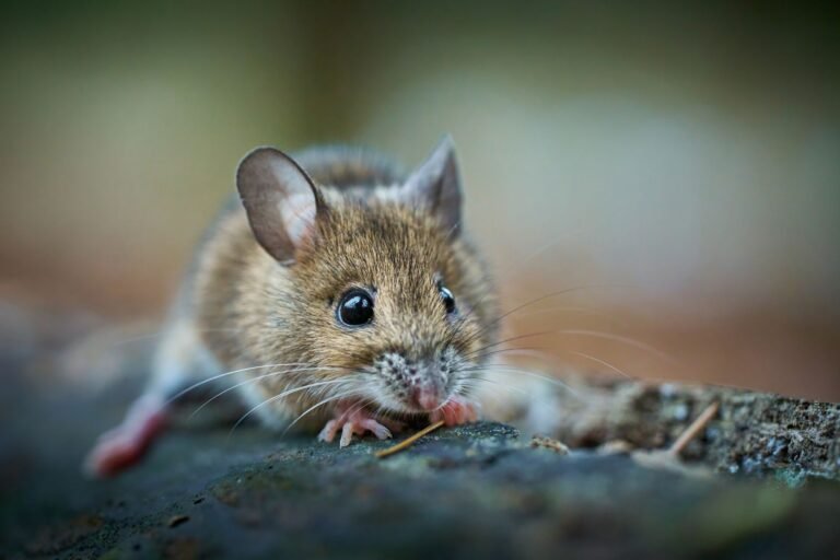 House mouse up close