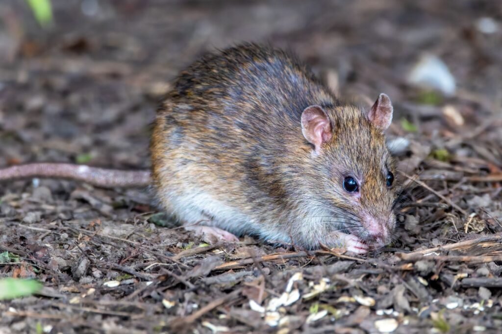Rat outside near a home