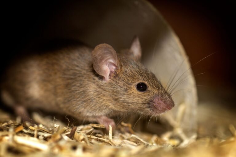 Close-up of a house mouse