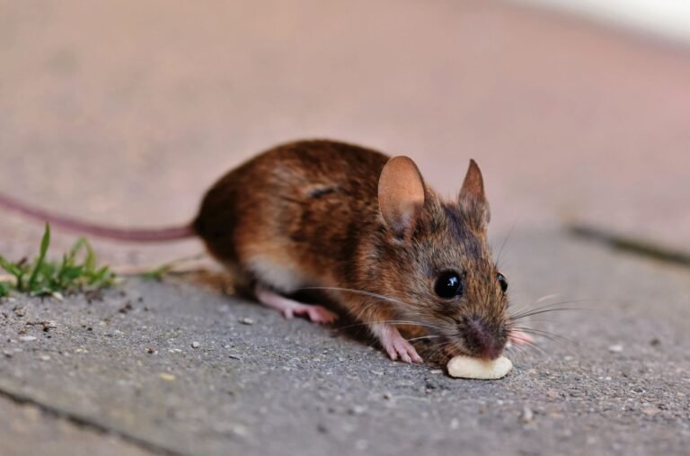 House mouse eating on pavement