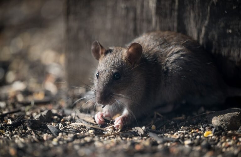 Wild rat foraging in low light