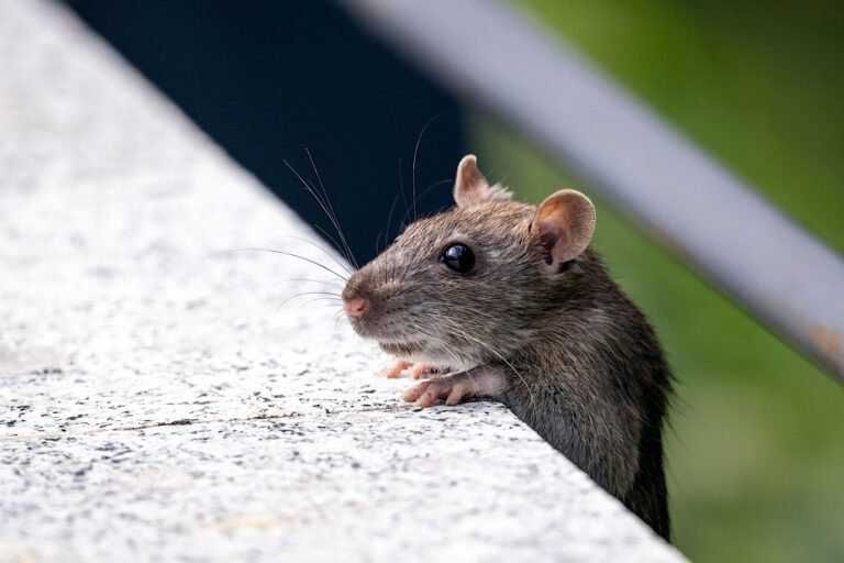 House mouse peeking over a concrete edge