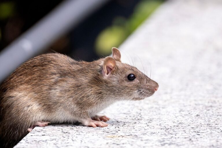 Norway rat on concrete near a home foundation