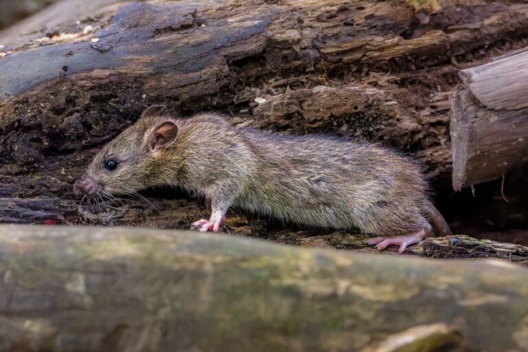 Roof rat moving along a log at night